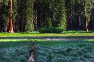 A Giant Forest Meadow-2365 A Giant Forest Meadow-2365